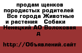 продам щенков породистых родителей - Все города Животные и растения » Собаки   . Ненецкий АО,Волоковая д.